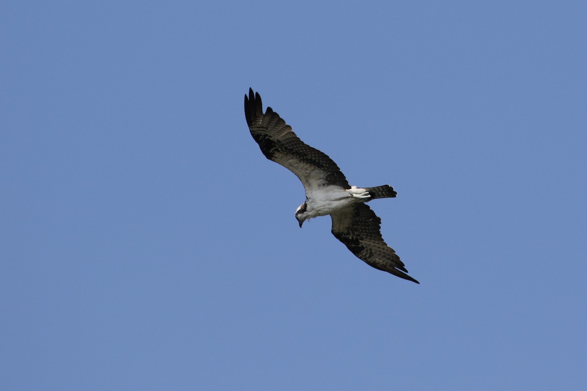 Osprey - John van Dort