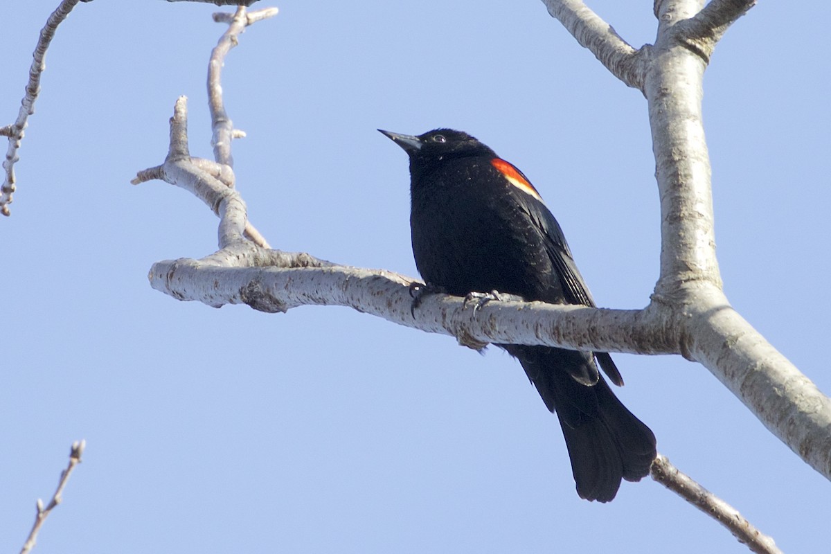 Red-winged Blackbird - ML319961201