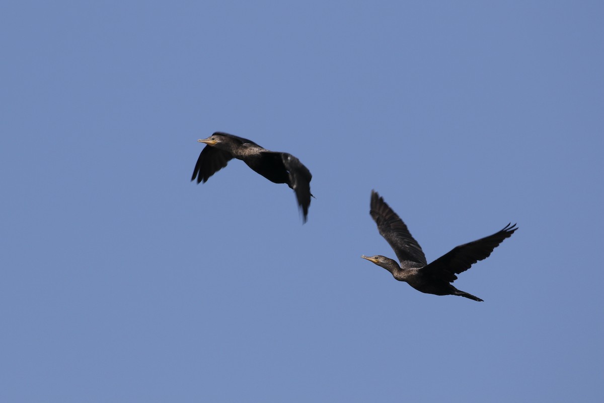 Neotropic Cormorant - ML319961581