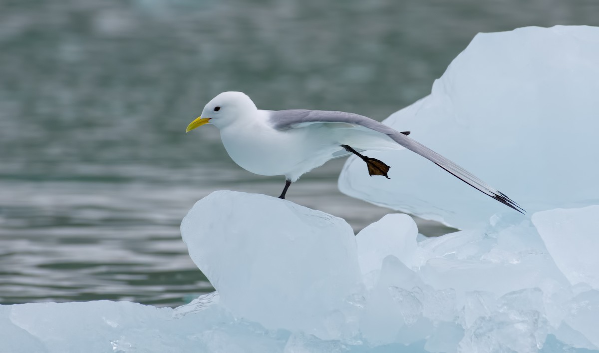 Black-legged Kittiwake - ML319961801