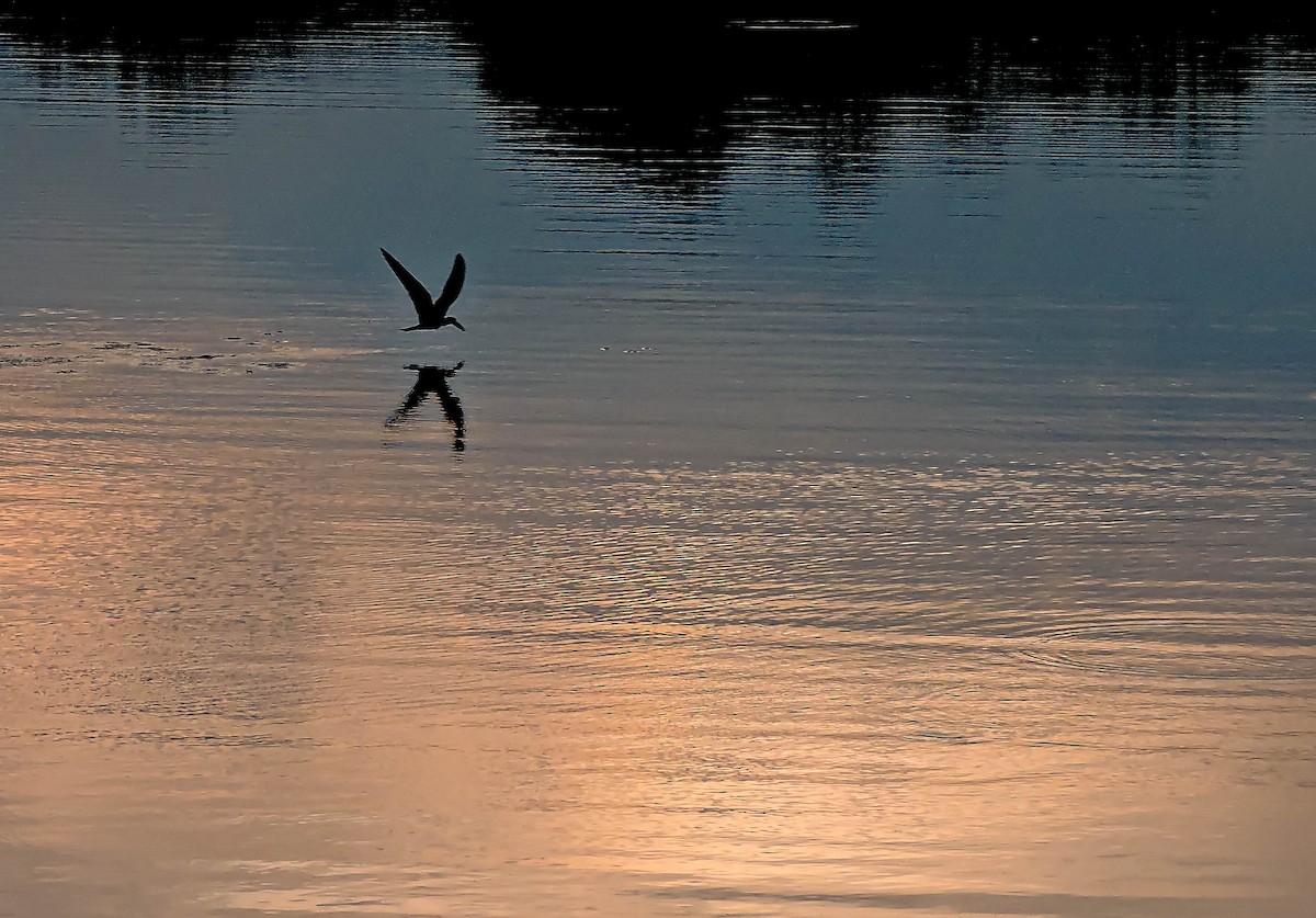 Black Skimmer - ML319962721