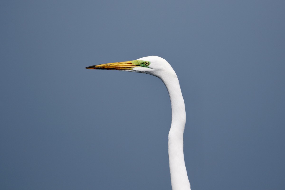Great Egret - John van Dort