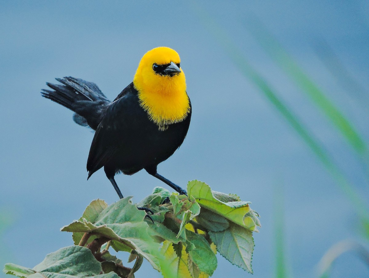 Yellow-hooded Blackbird - ML319963211