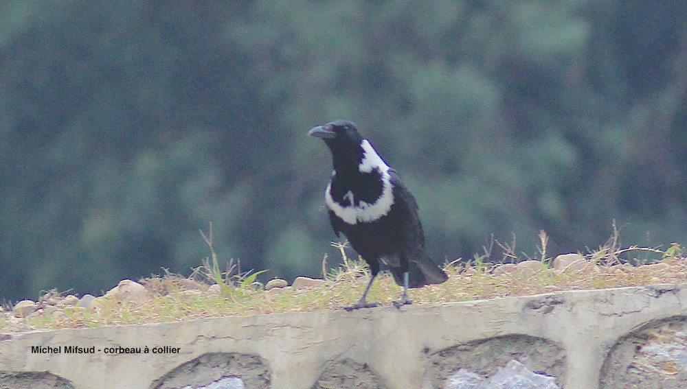 Collared Crow - ML319966521