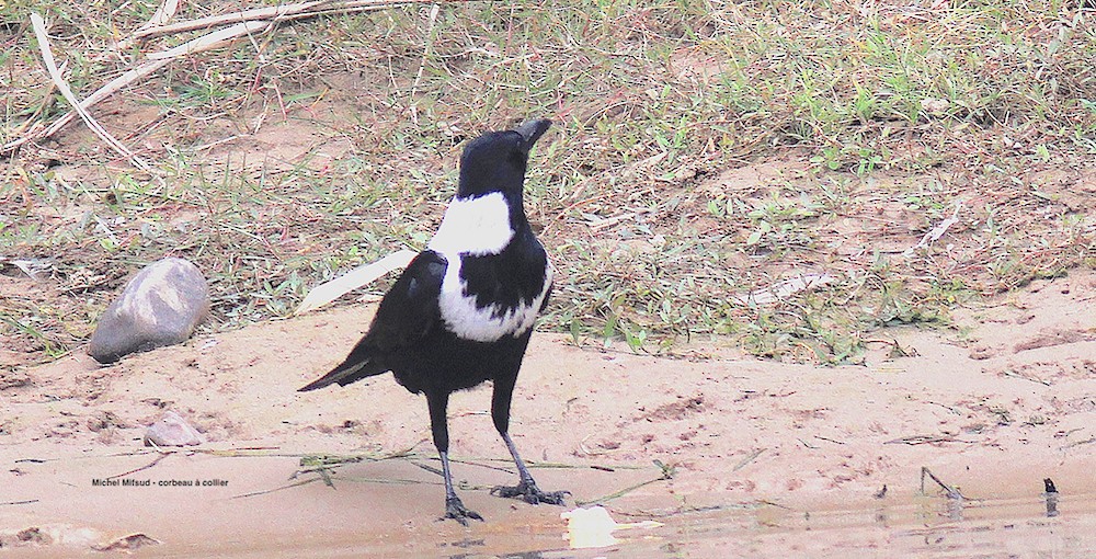 Collared Crow - ML319966621