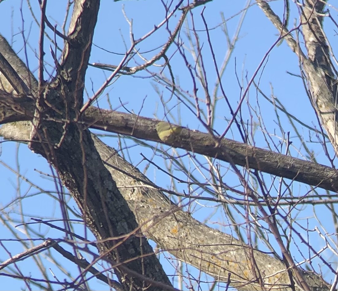 Orange-crowned Warbler - ML319966991