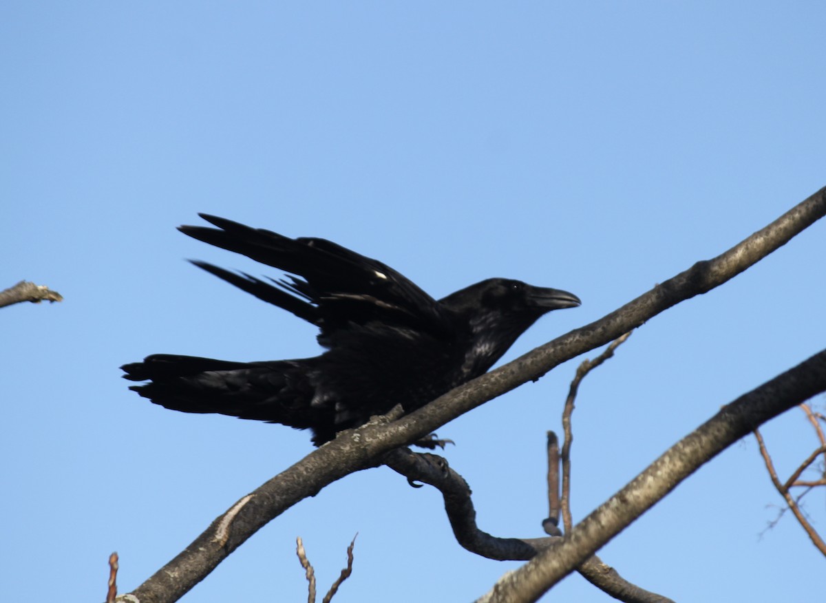 Common Raven - Fred Seifert