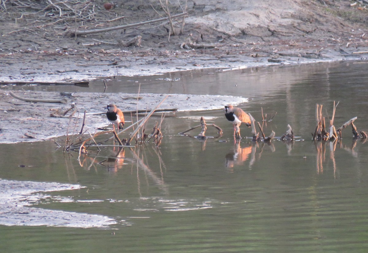 Southern Lapwing - ML319969521