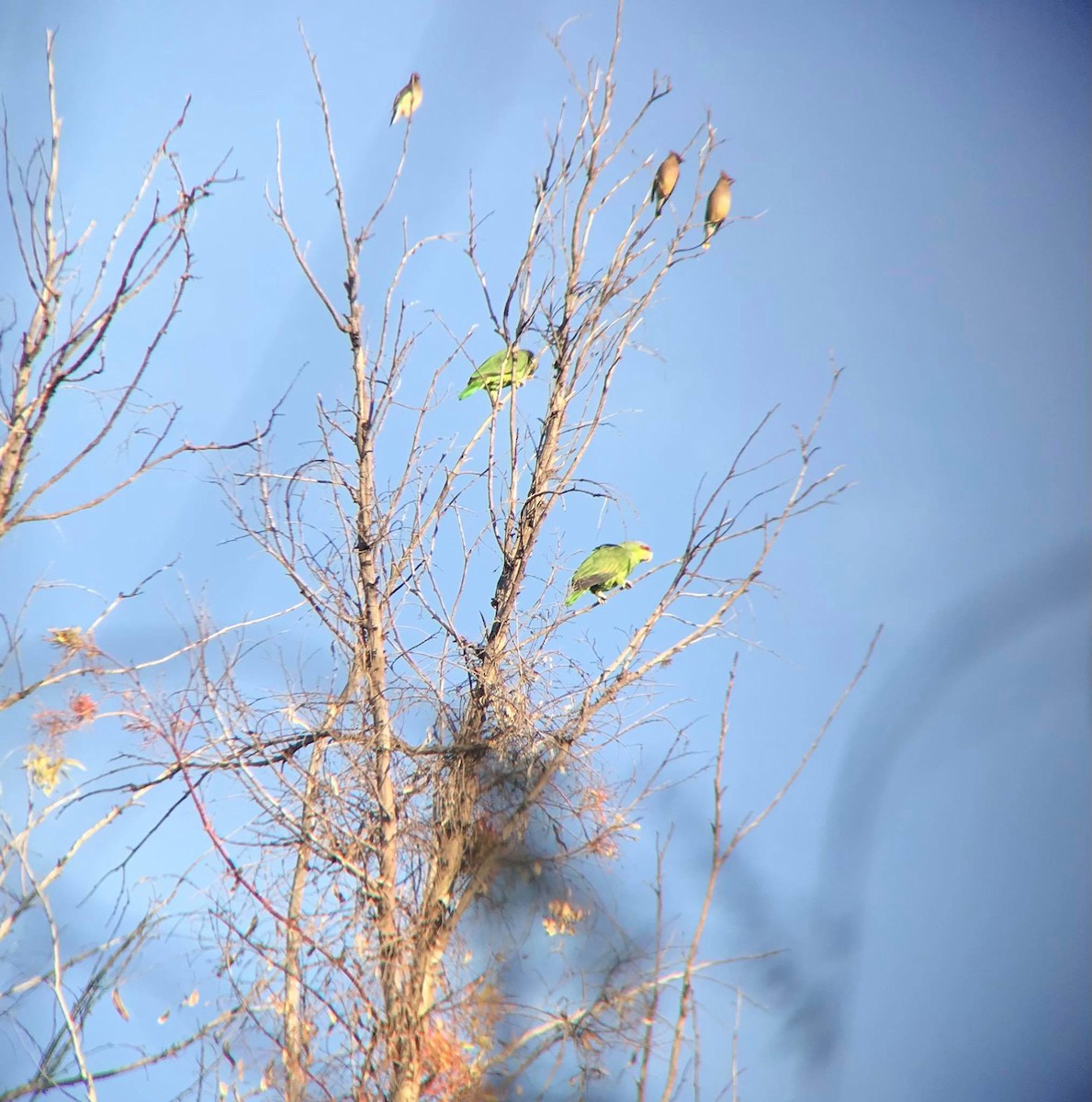 Lilac-crowned Parrot - ML319970071