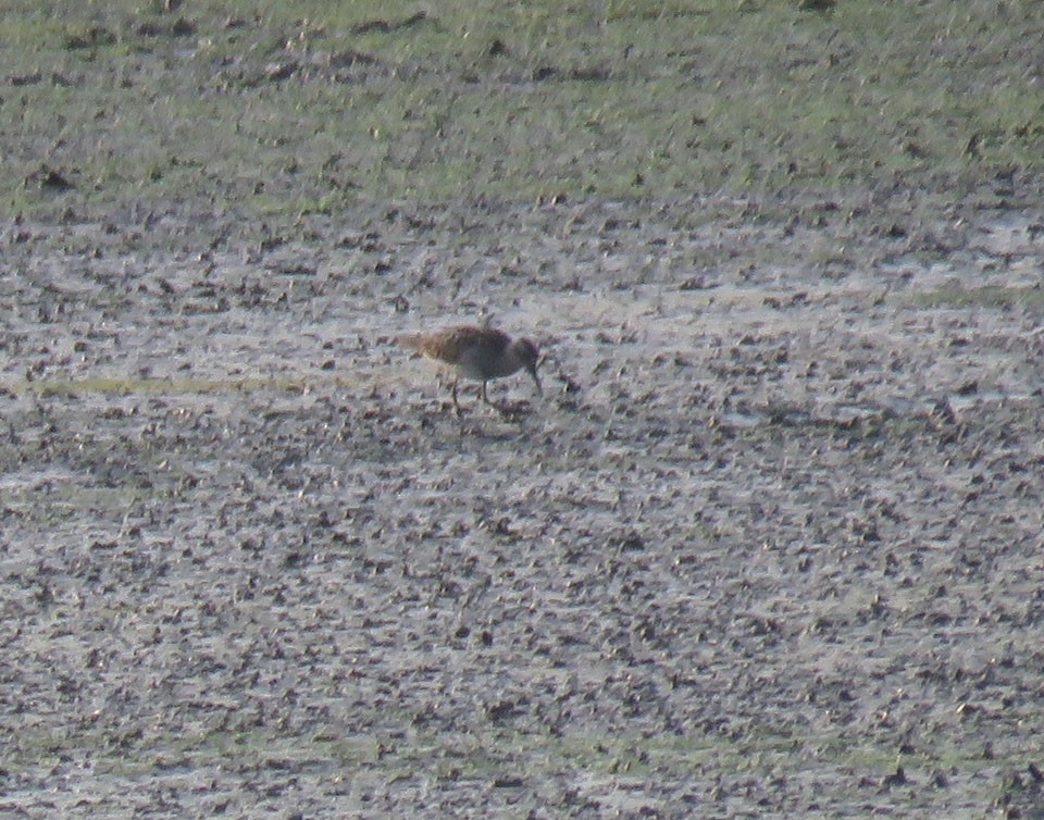 Sharp-tailed Sandpiper - ML319970831