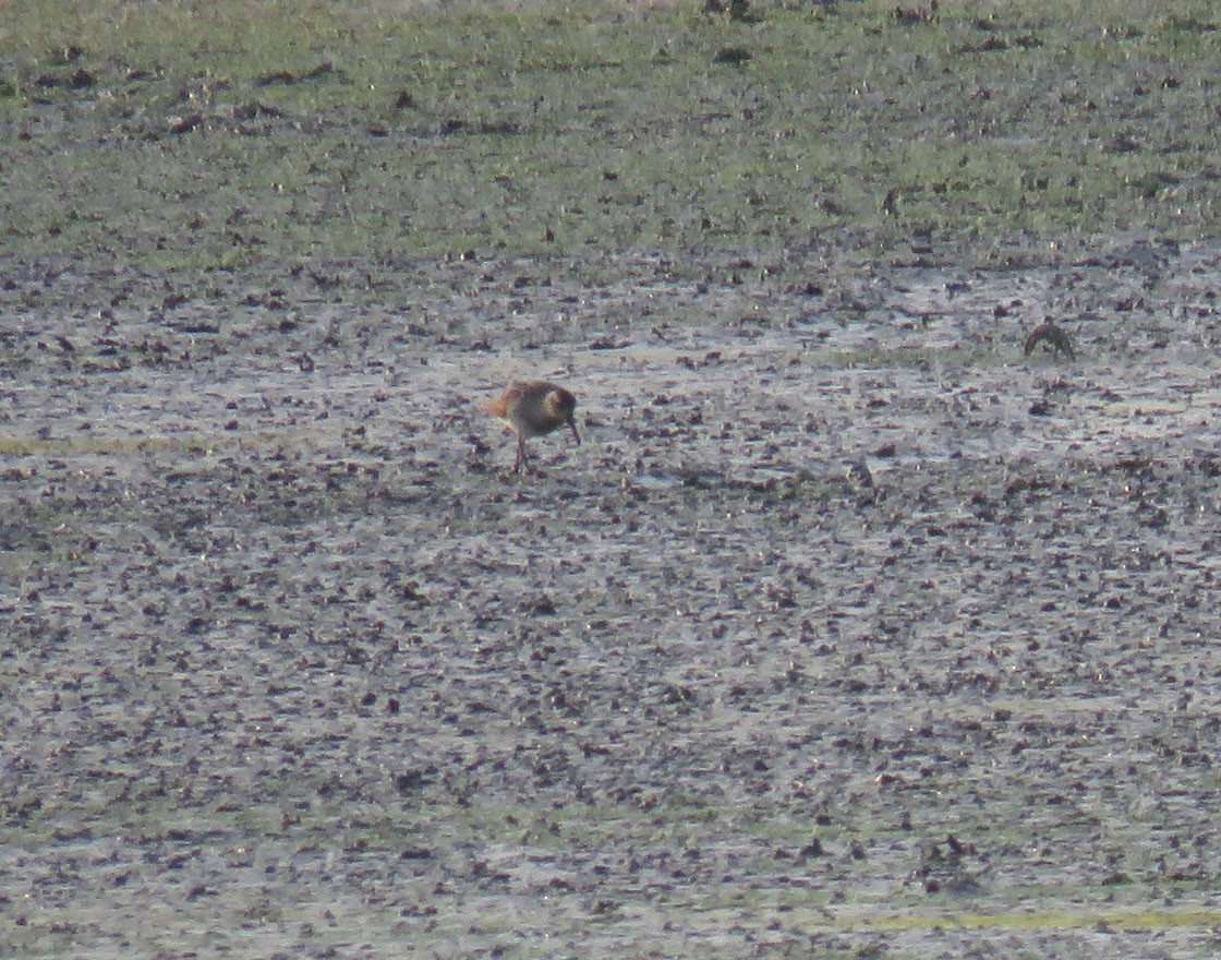 Sharp-tailed Sandpiper - ML319970891