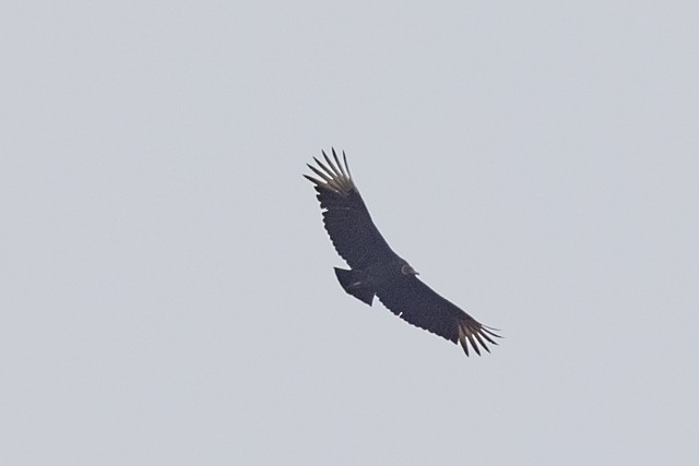 Black Vulture - ML319971021