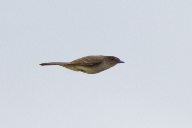 Eastern Phoebe - ML319971251