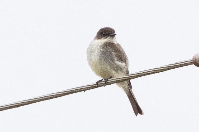 Eastern Phoebe - ML319971261
