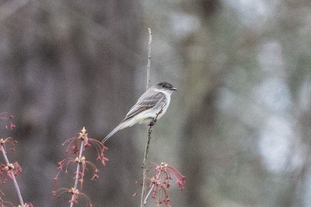 Eastern Phoebe - ML319971281