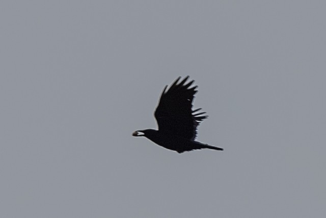 American Crow - ML319971311