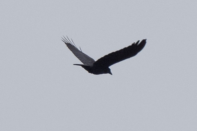 American Crow - ML319971321