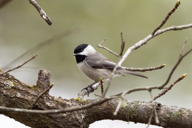 Carolina Chickadee - ML319971331