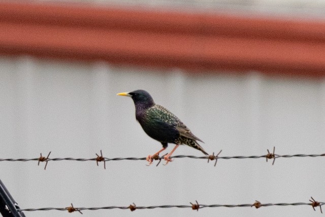 European Starling - ML319971481