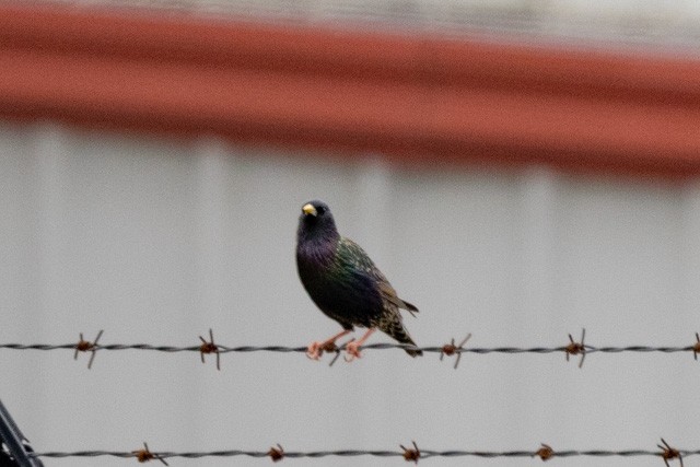 European Starling - ML319971491