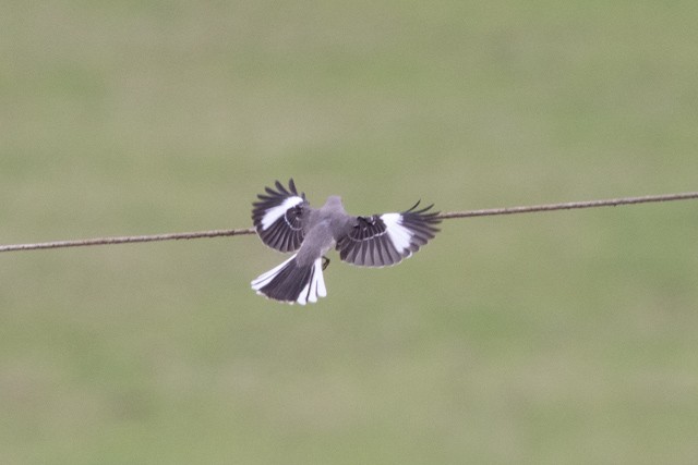 Northern Mockingbird - ML319971621