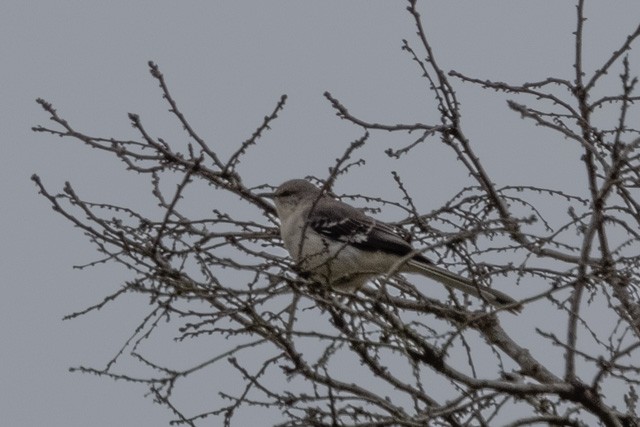 Northern Mockingbird - ML319971631