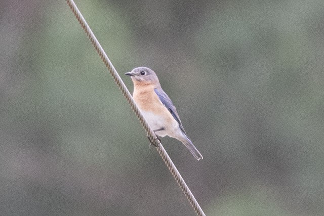 Eastern Bluebird - ML319971661