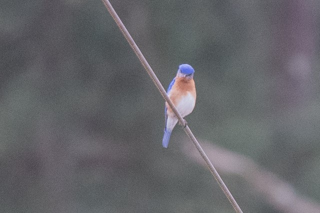 Eastern Bluebird - ML319971671