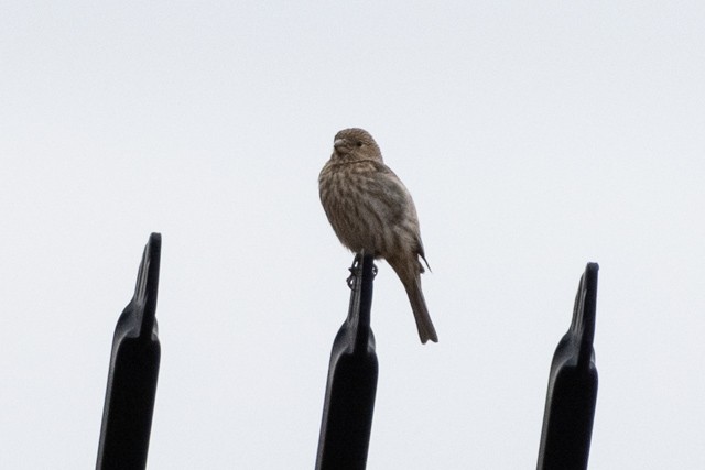 House Finch - ML319971731