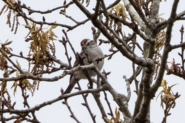 Chipping Sparrow - ML319971801