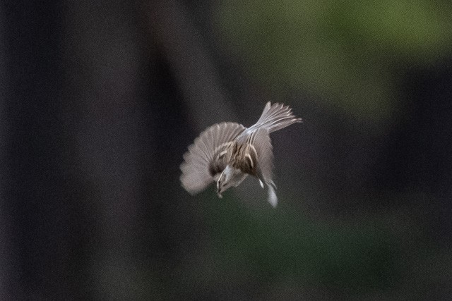 Chipping Sparrow - ML319971831