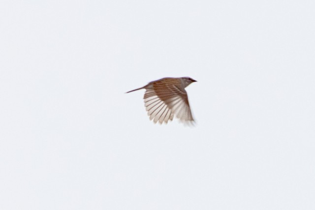 Chipping Sparrow - Ann Van Sant