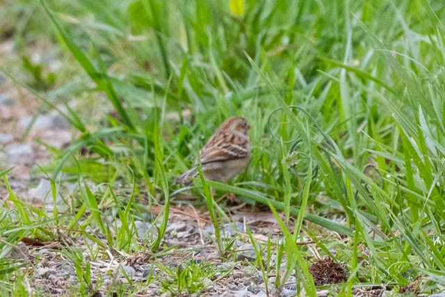 Field Sparrow - ML319971911