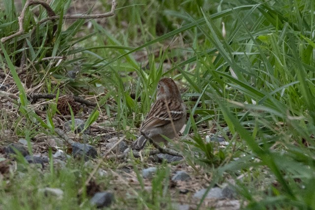 Field Sparrow - ML319971921