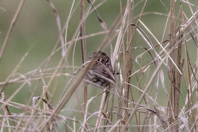 Song Sparrow - ML319972091