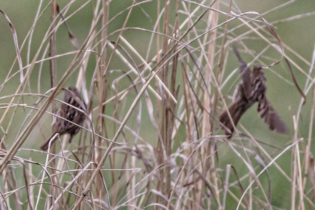 Song Sparrow - ML319972101