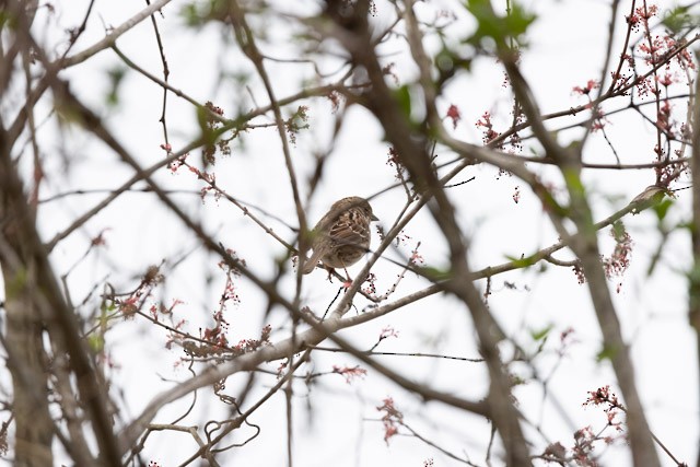 Song Sparrow - ML319972111