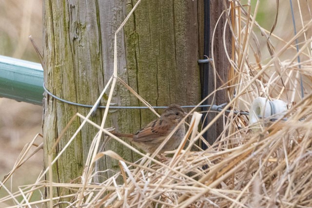 Swamp Sparrow - ML319972131