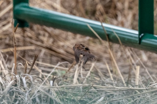 Swamp Sparrow - ML319972141