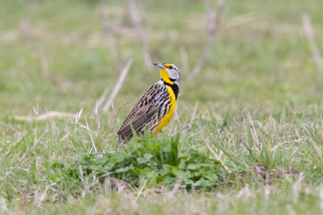 Eastern Meadowlark - Ann Van Sant