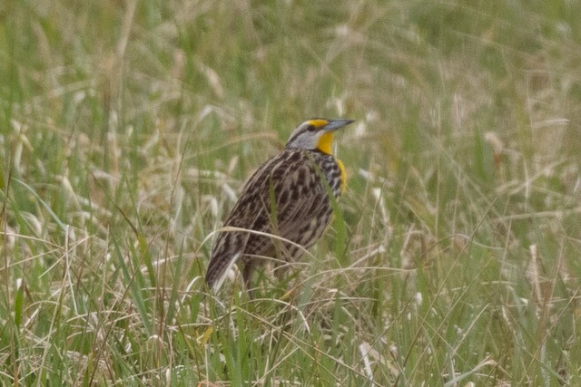 Eastern Meadowlark - Ann Van Sant