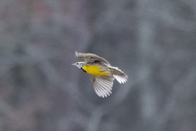 Eastern Meadowlark - ML319972241