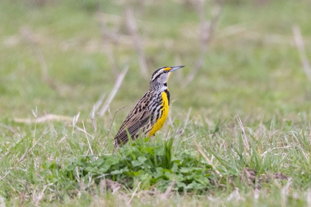 Eastern Meadowlark - ML319972251