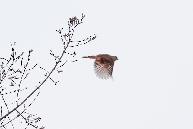 Northern Cardinal - ML319972301