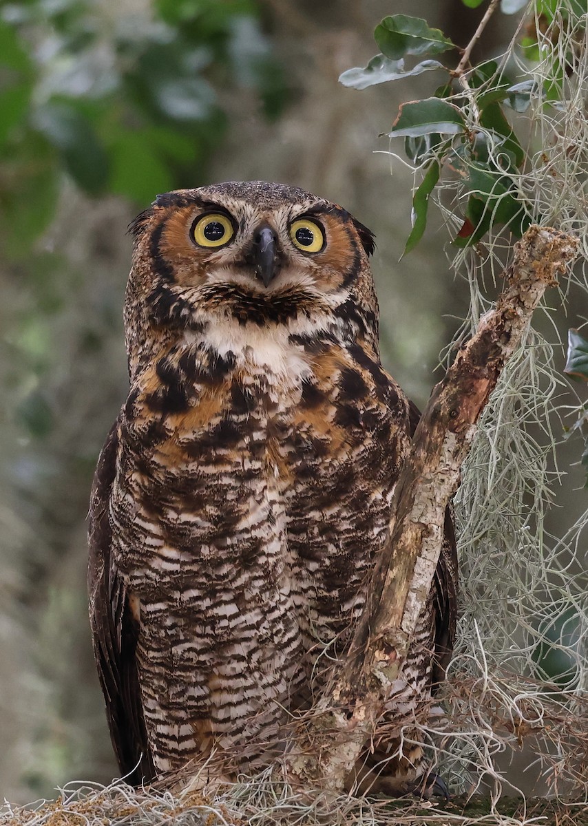 Great Horned Owl - Lynette Spence