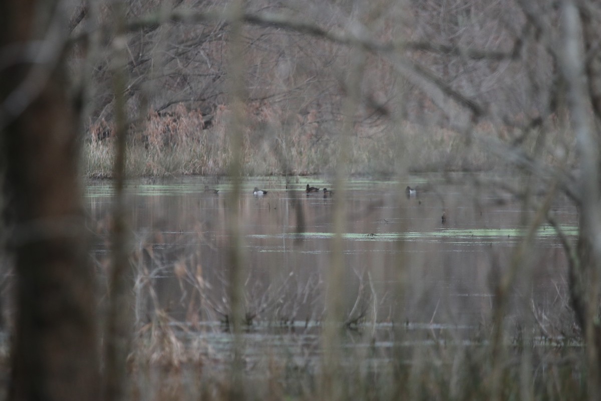 Ring-necked Duck - ML319973301
