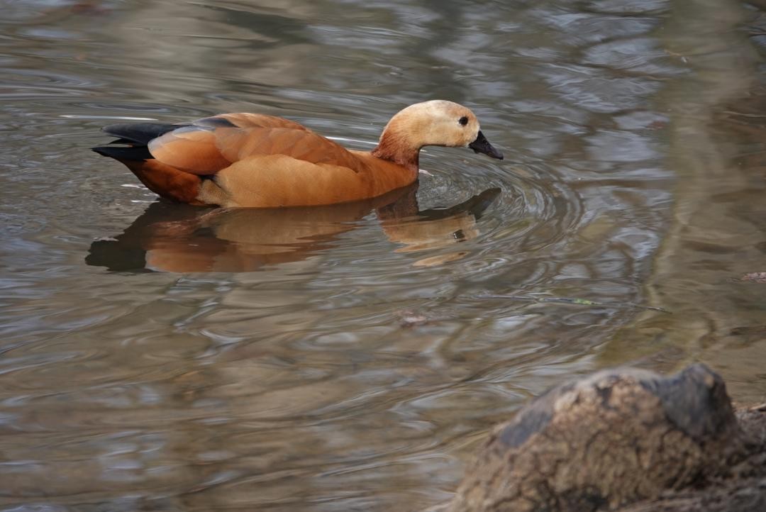 Egyptian Goose x Ruddy Shelduck (hybrid) - ML319975401