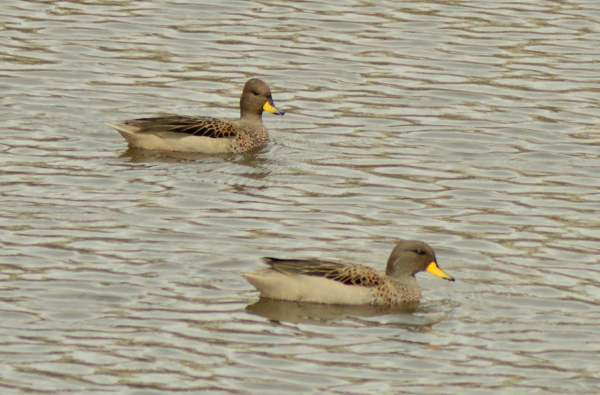 Yellow-billed Teal - ML31997541