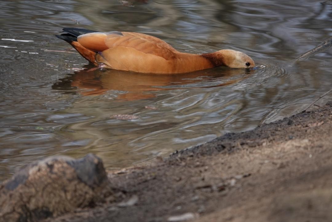 Egyptian Goose x Ruddy Shelduck (hybrid) - ML319975451