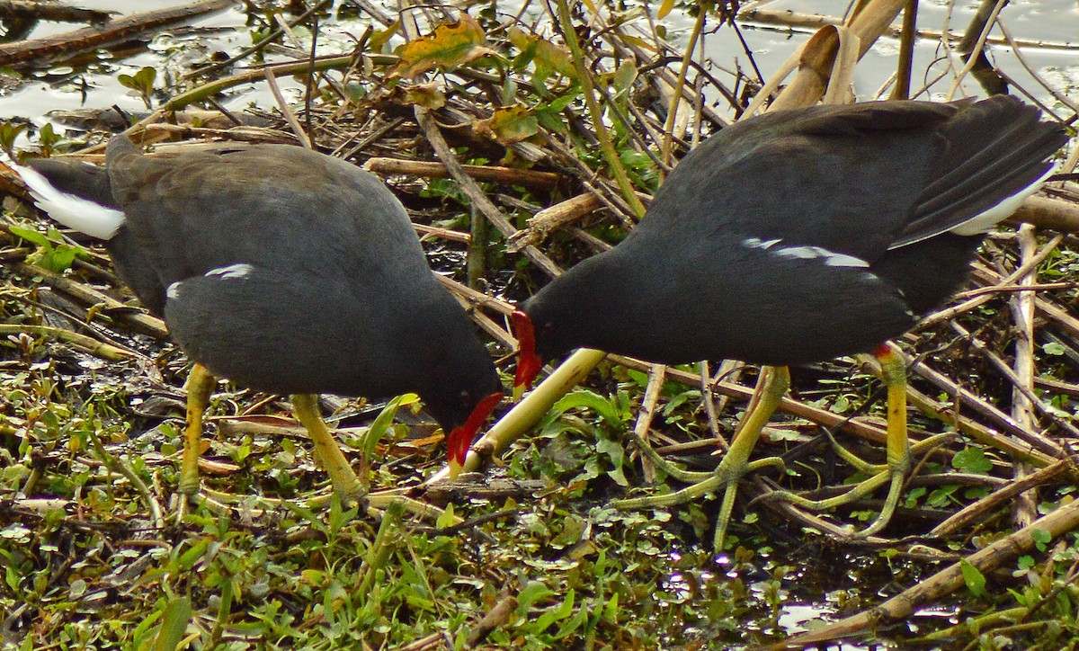 Common Gallinule - Raúl Gómez